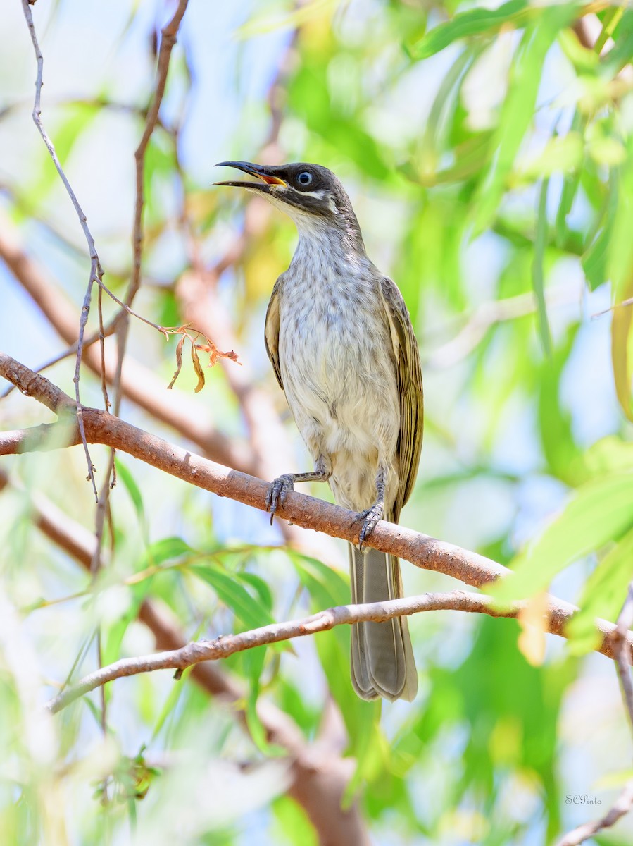 White-lined Honeyeater - ML645361568