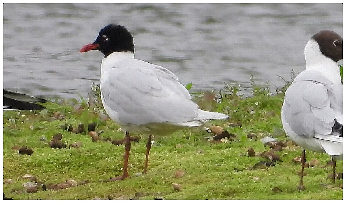 Mediterranean Gull - ML645361573