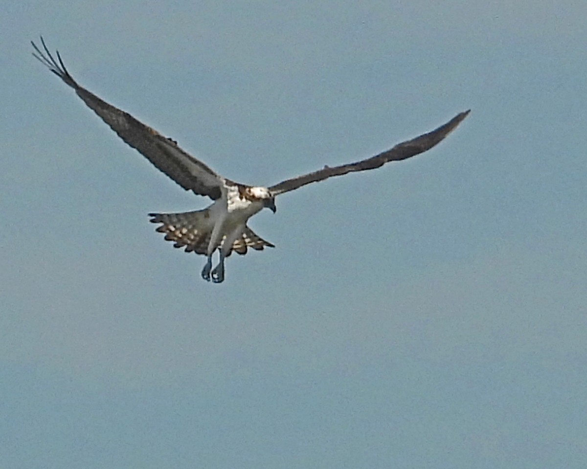 Águila Pescadora - ML645361584