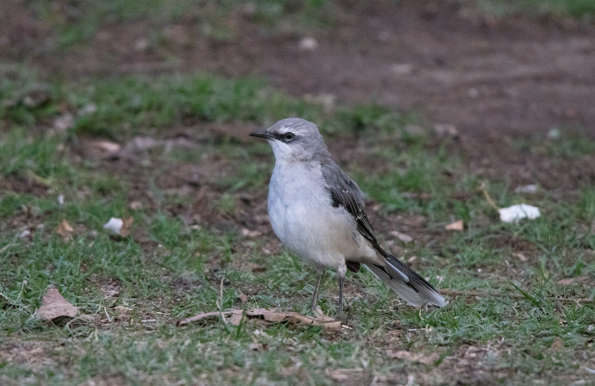 Tropikal Taklitçi - ML645361599