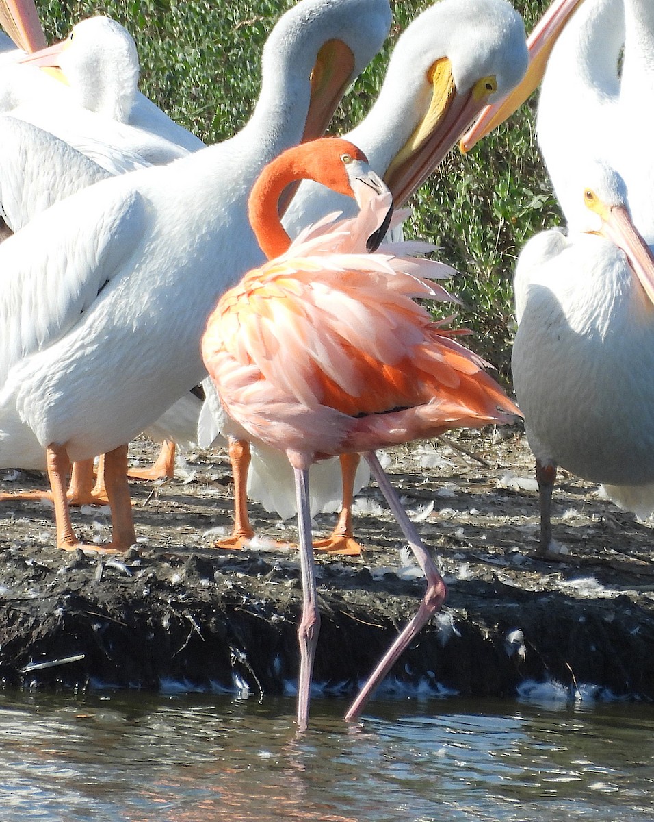 Flamenco Rojo - ML645361604