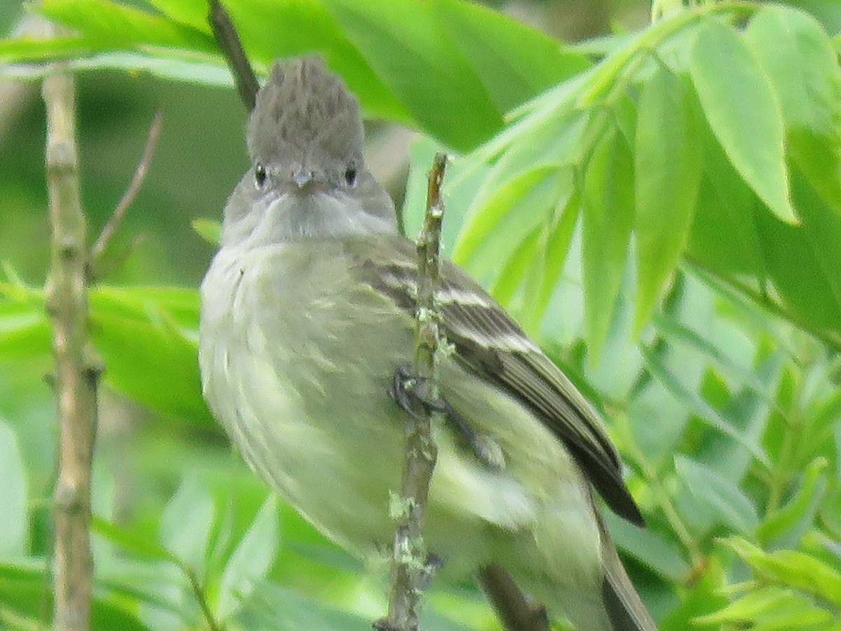 Желтобрюхая эления - ML645361608