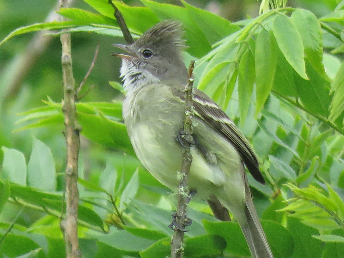 Желтобрюхая эления - ML645361609