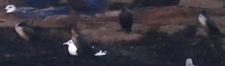 Cormorán Orejudo - ML645361631