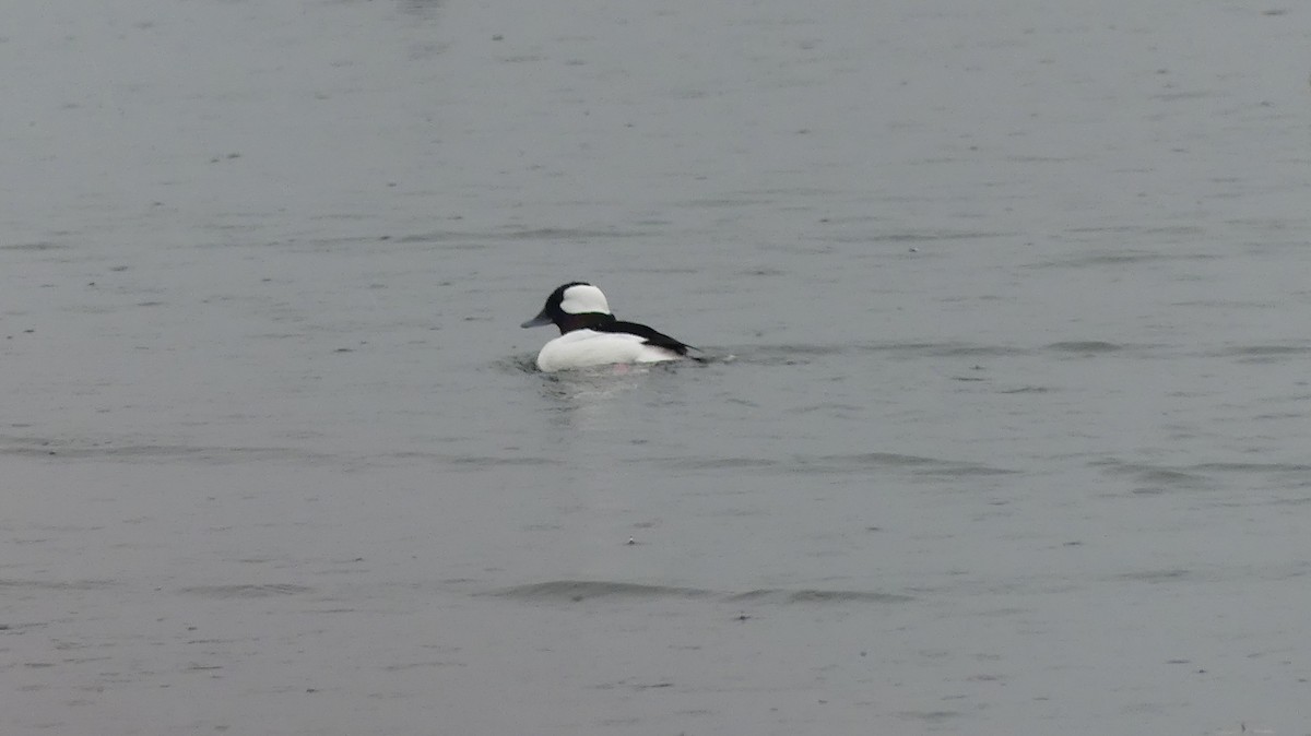 Porrón Albeola - ML645361633