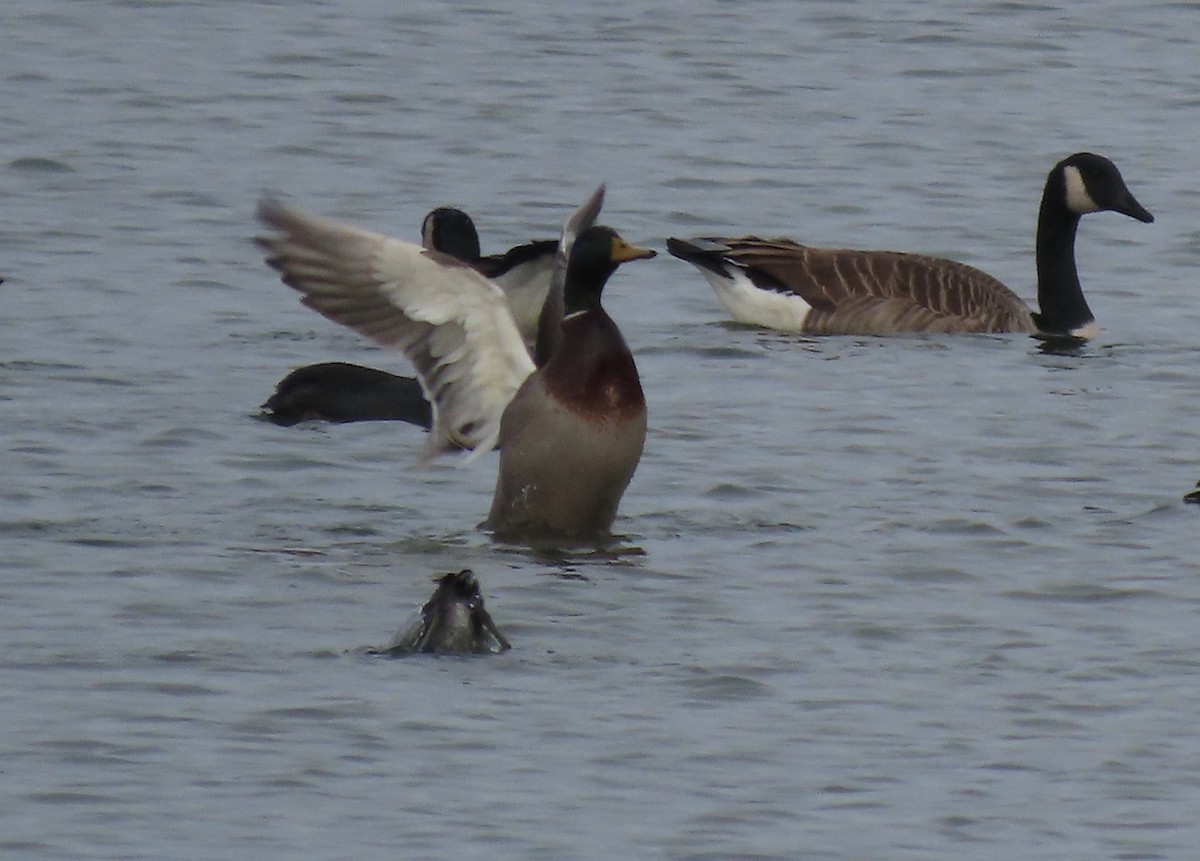 Ánade Azulón - ML645361634