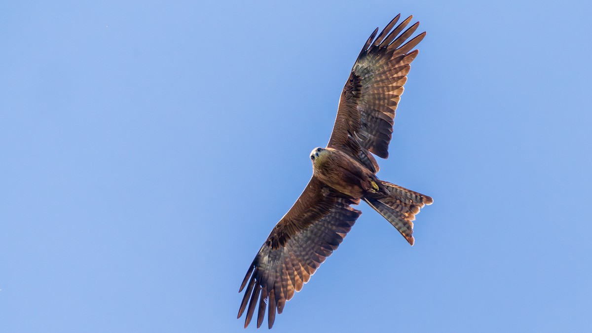 Milano Negro - ML645361635