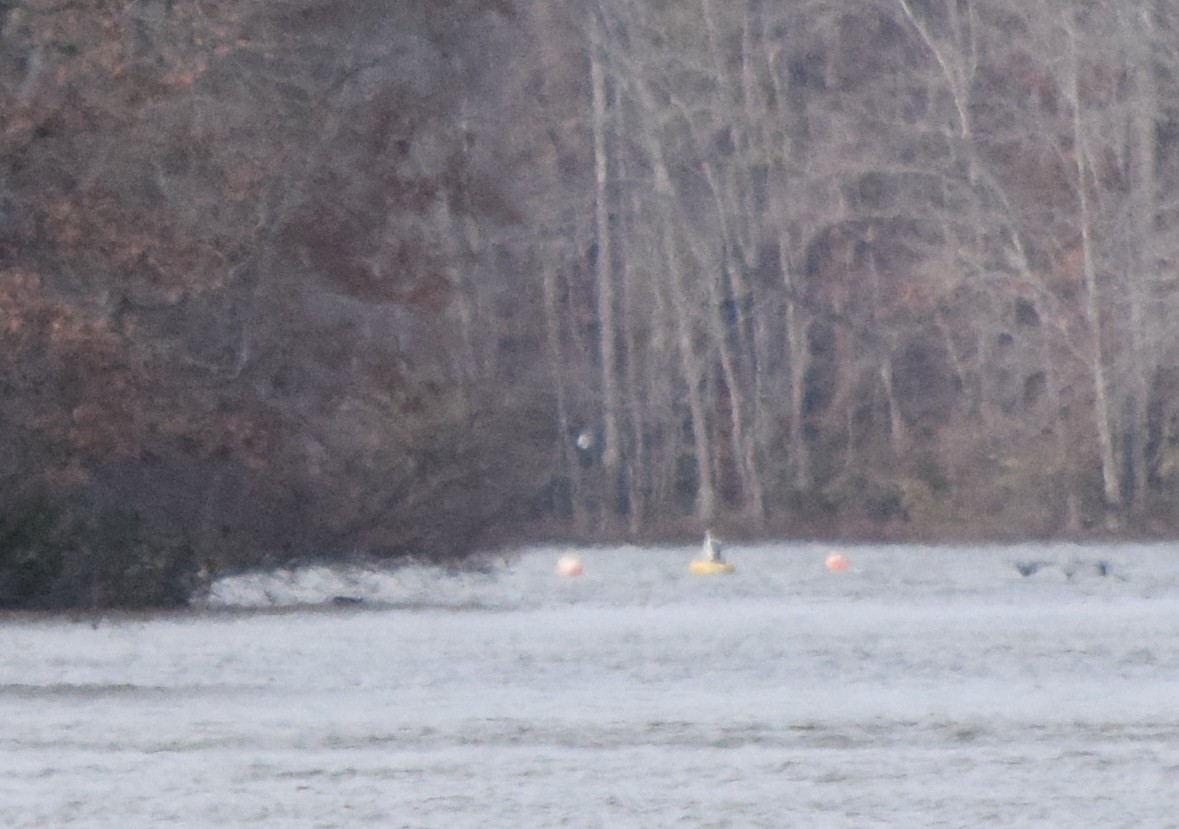 Pigargo Americano - ML645361636