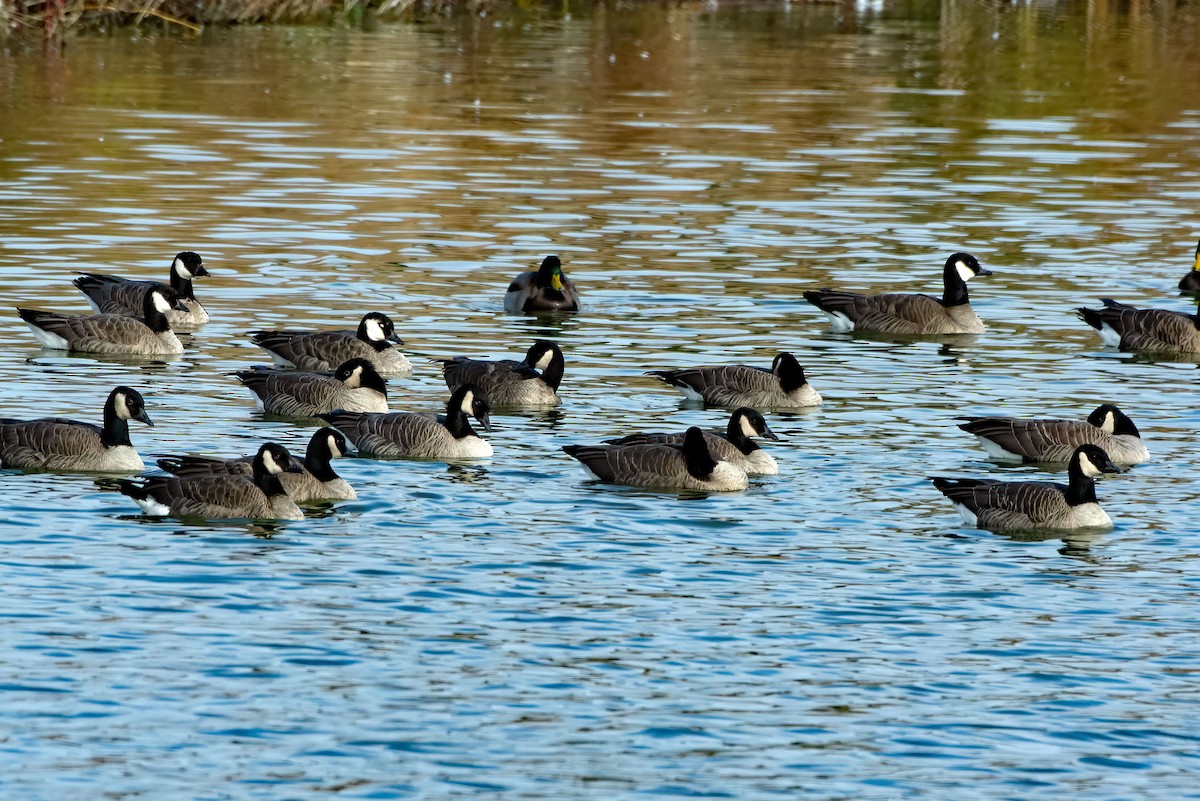 Barnacla Canadiense Chica - ML645361637
