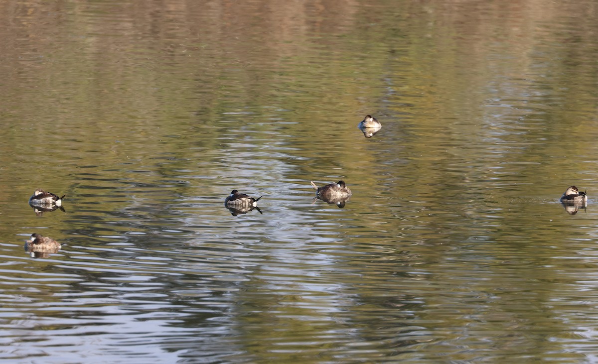 Malvasía Canela - ML645361638