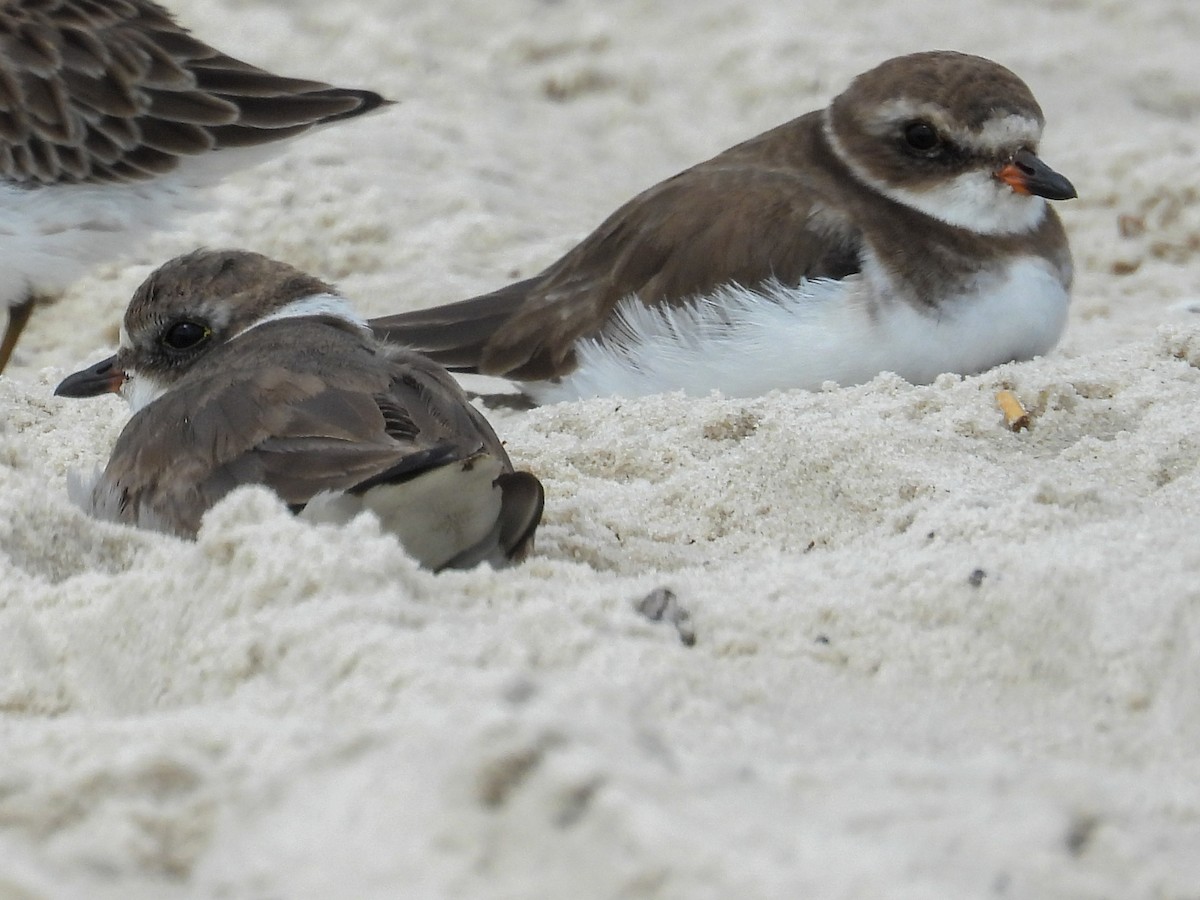 Chorlitejo Semipalmeado - ML645361639