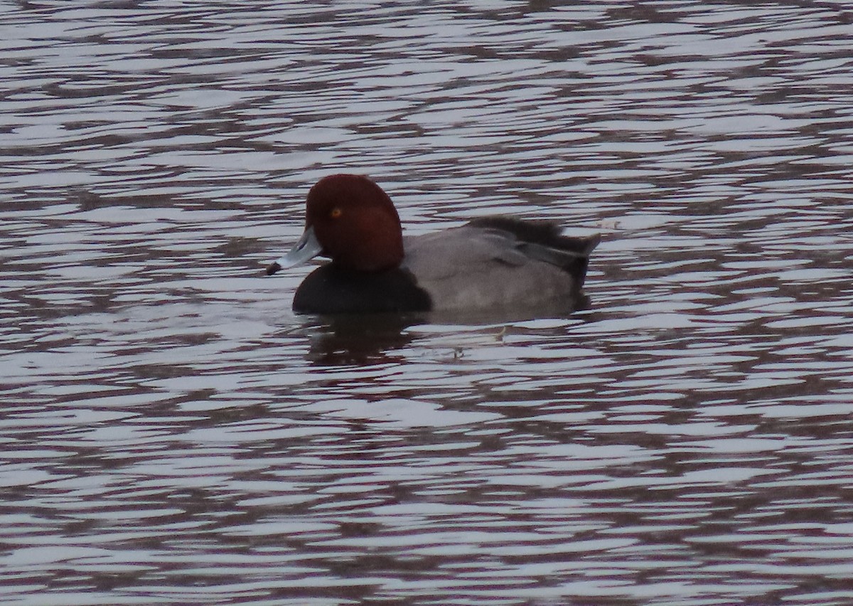 Porrón Americano - ML645361642