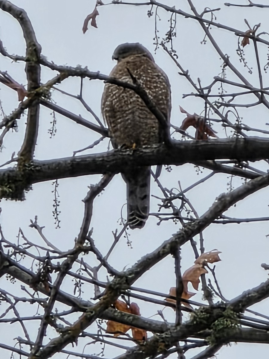 Gavilán Americano/de Cooper - ML645361643