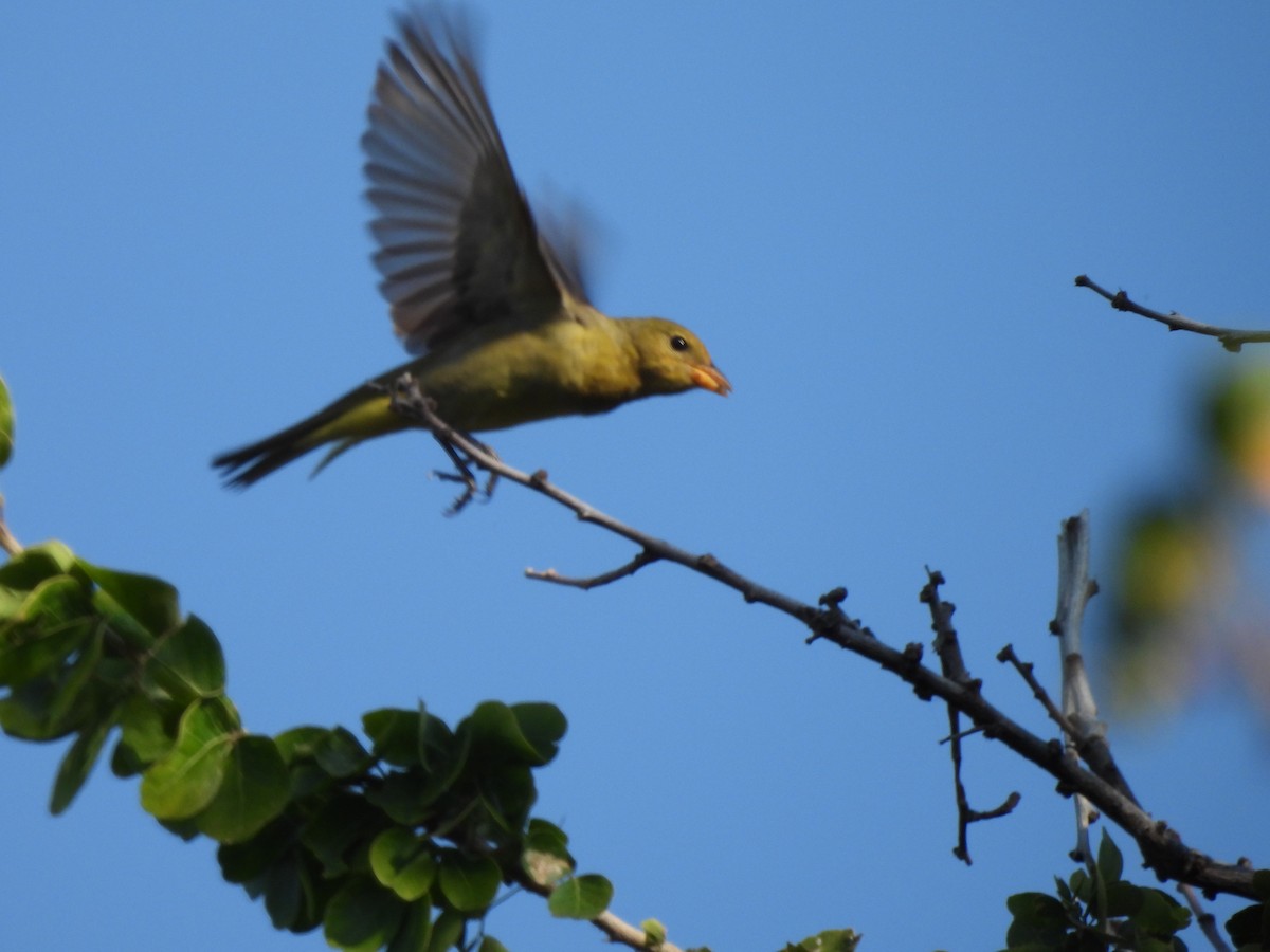Piranga Carirroja - ML645361644