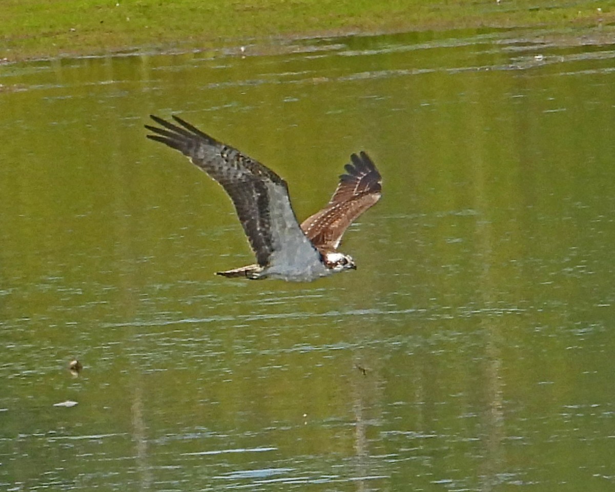 Águila Pescadora - ML645361645
