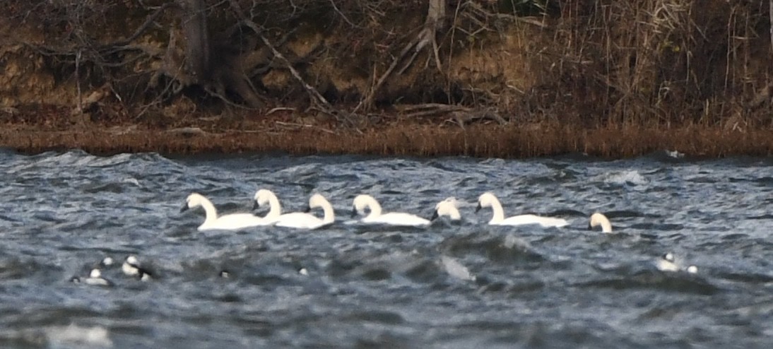 Cisne Chico - ML645361646