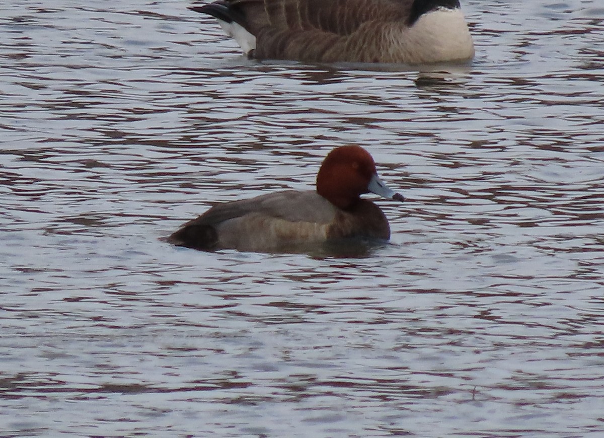 Porrón Americano - ML645361647