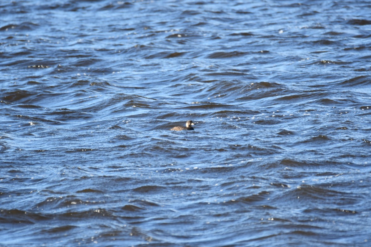 Negrón Americano - ML645361649