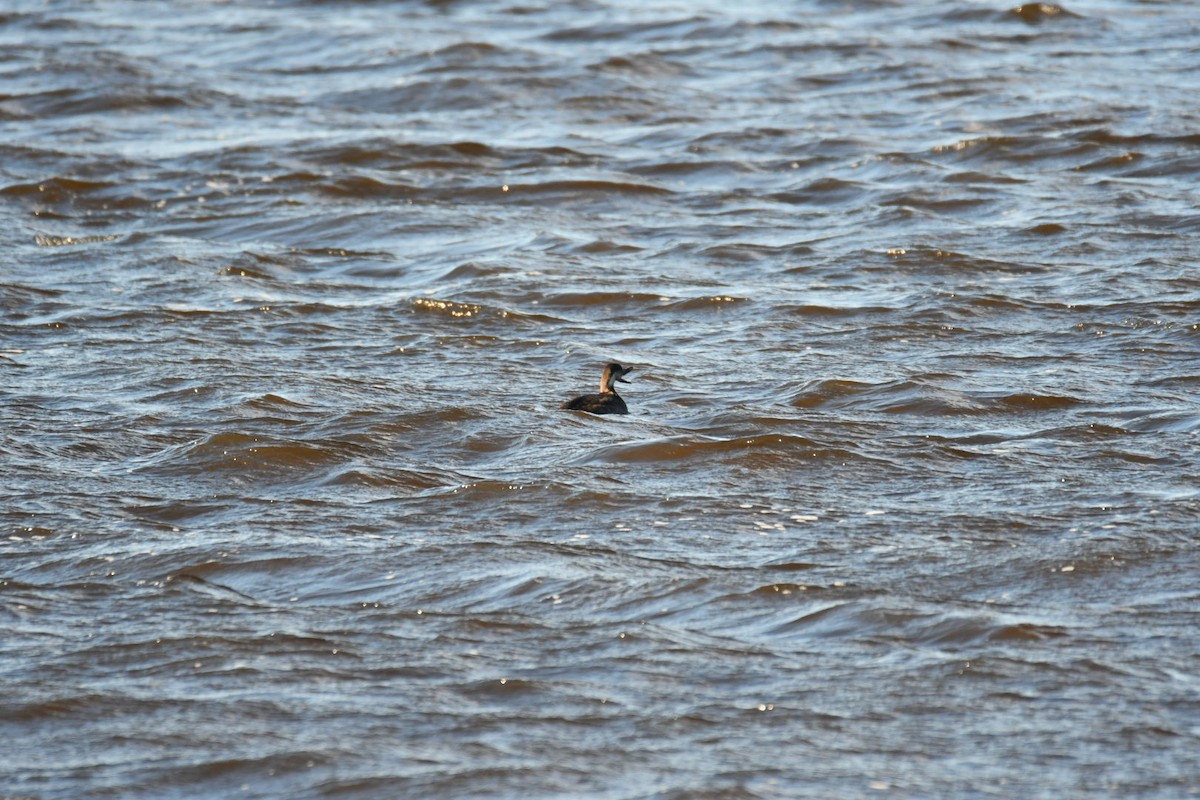 Negrón Americano - ML645361650