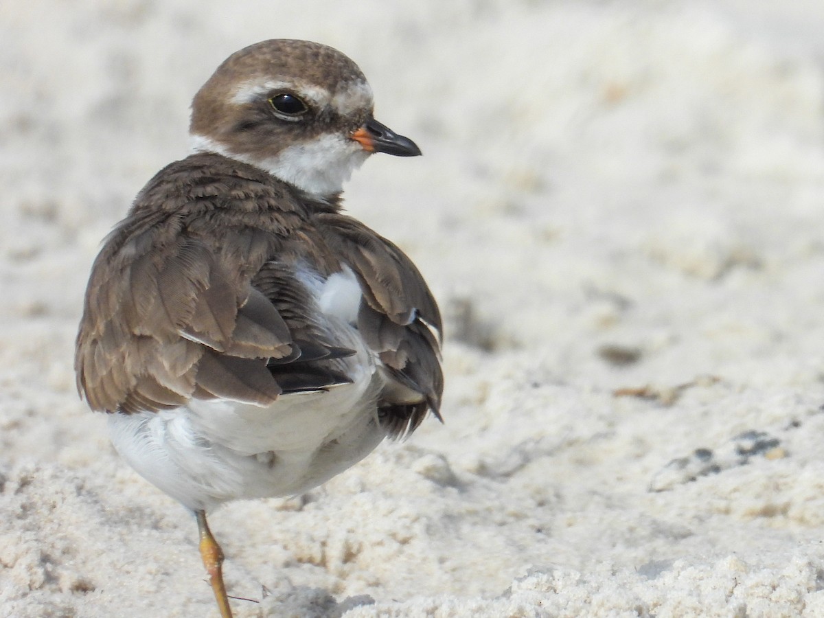 Chorlitejo Semipalmeado - ML645361651