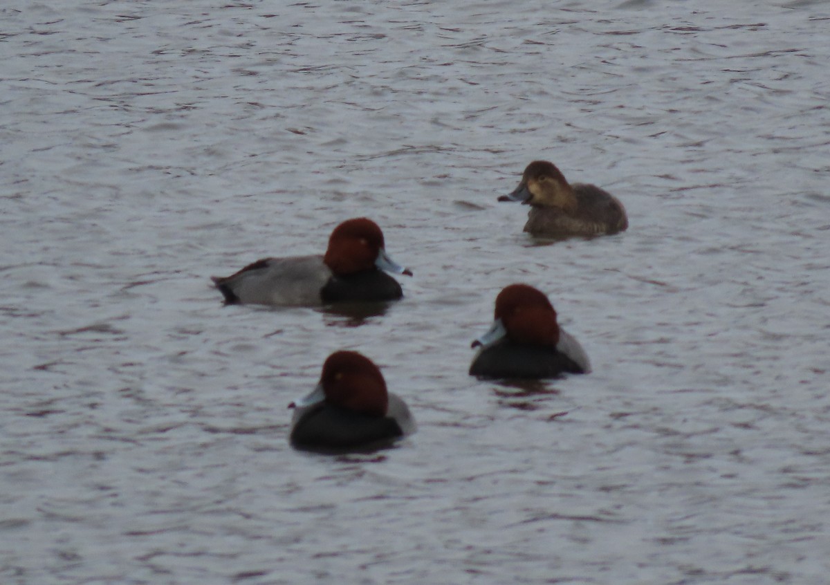 Porrón Americano - ML645361652