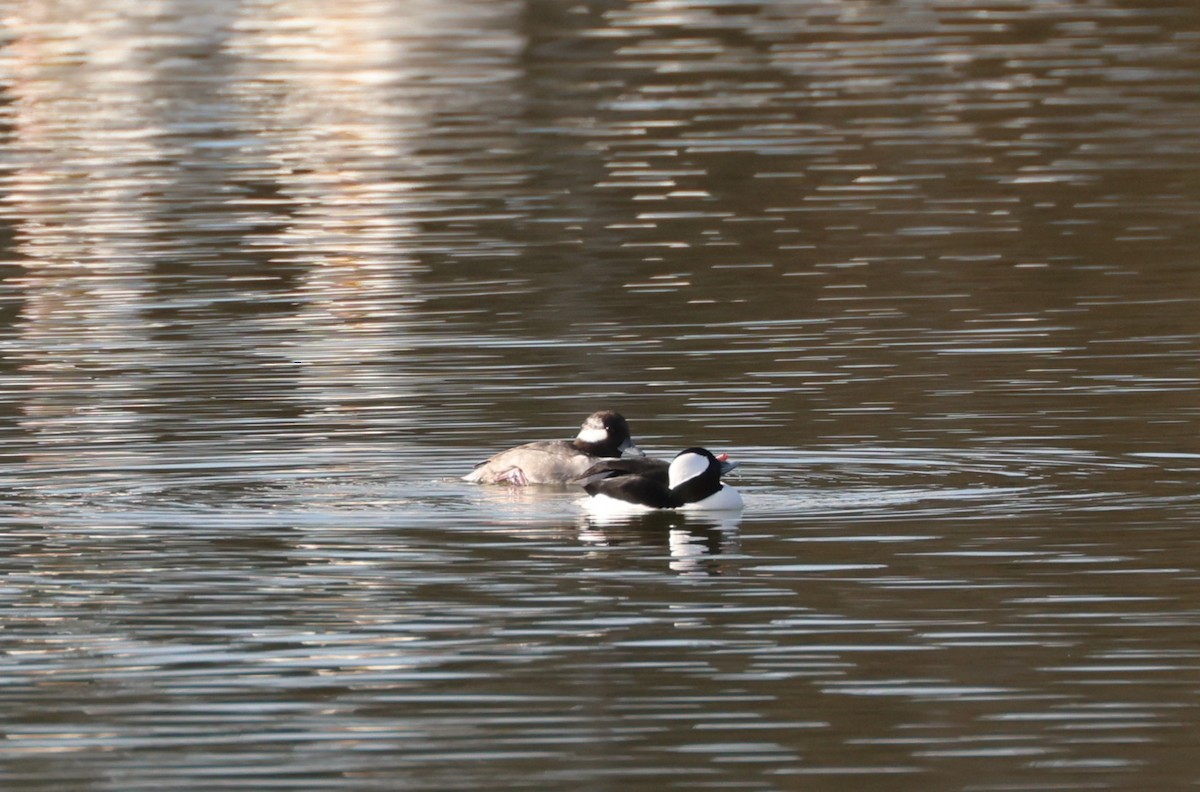 Porrón Albeola - ML645361653