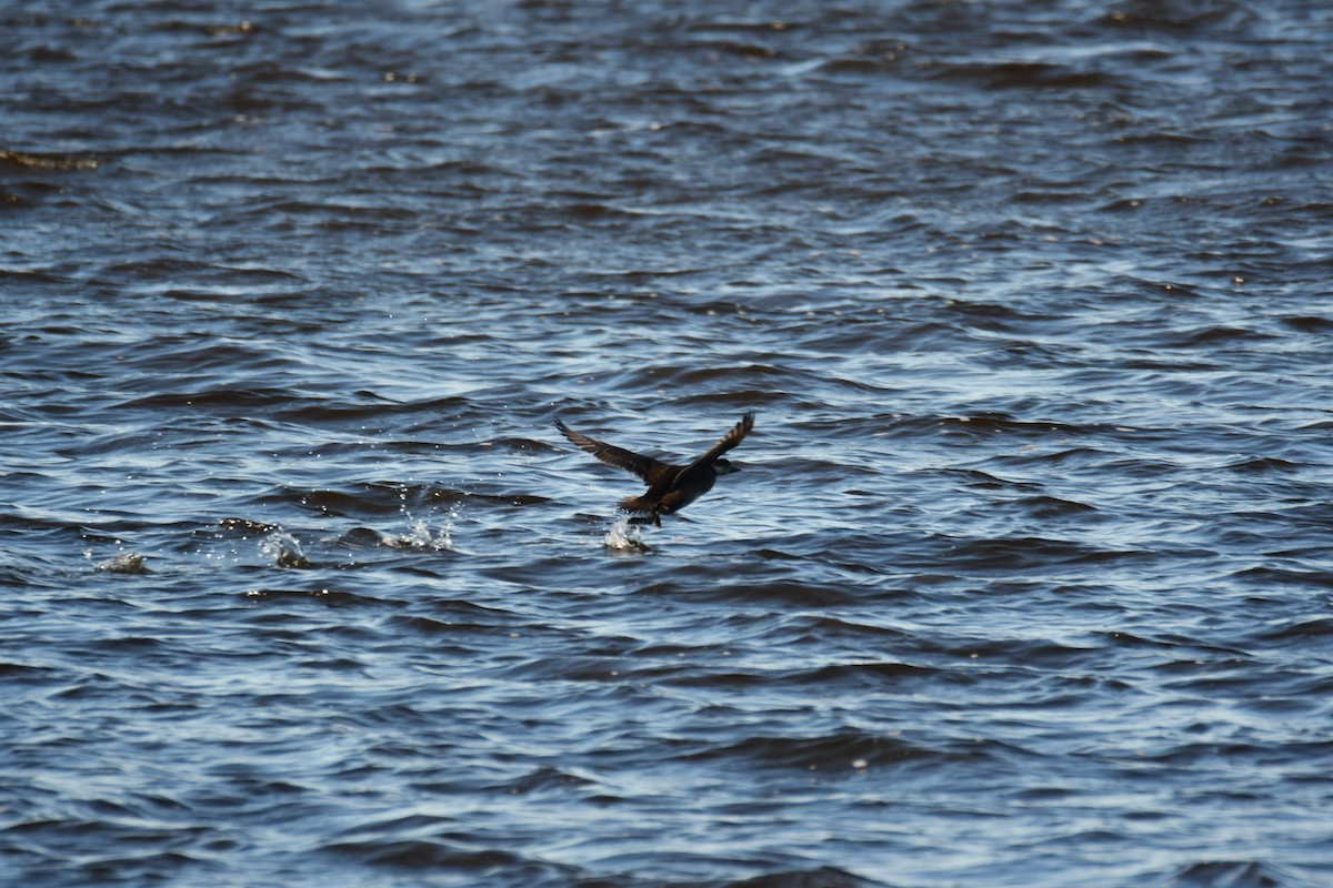 Negrón Americano - ML645361654