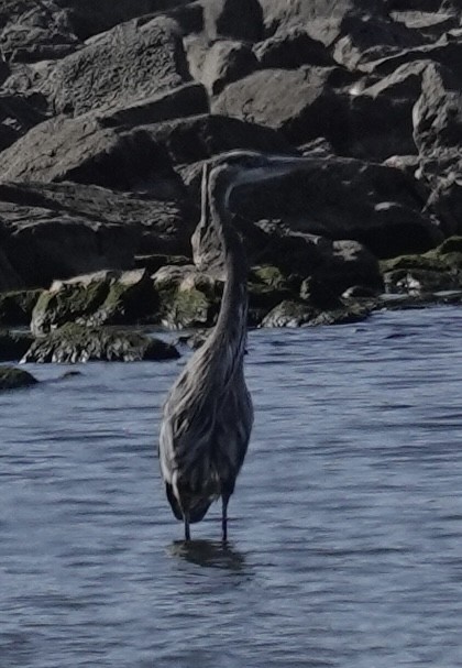 Garza Azulada - ML645361656