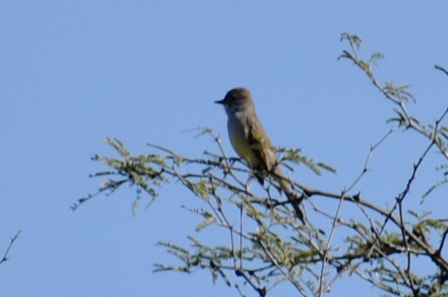 Copetón Cenizo - ML645361657