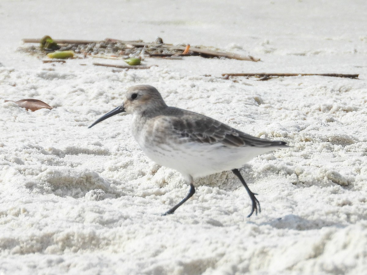 Correlimos Común - ML645361666