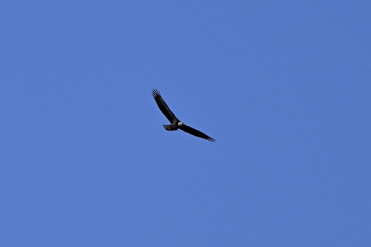 Pigargo Americano - ML645361668