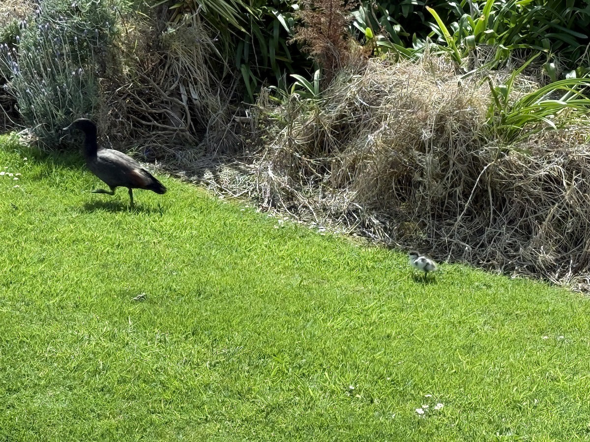 Tarro Maorí - ML645361684