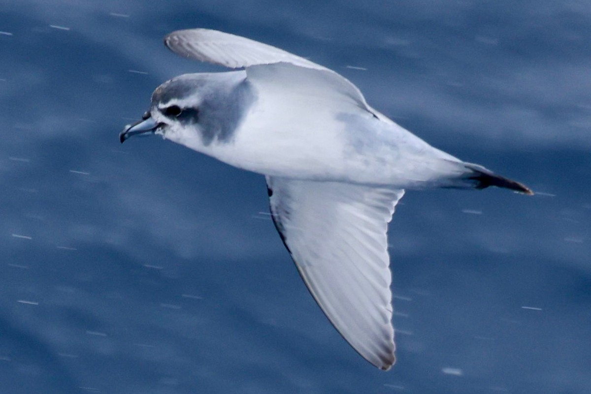 buřňák holubí - ML645361690