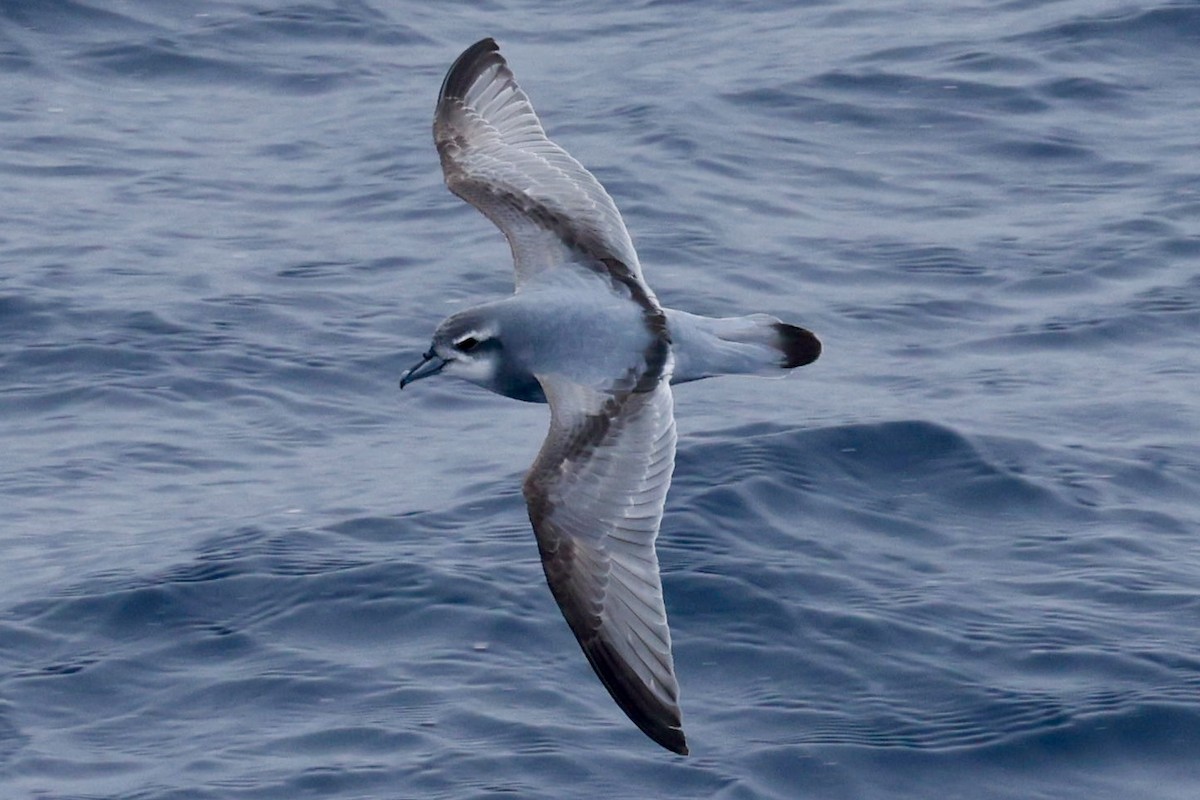 buřňák holubí - ML645361691