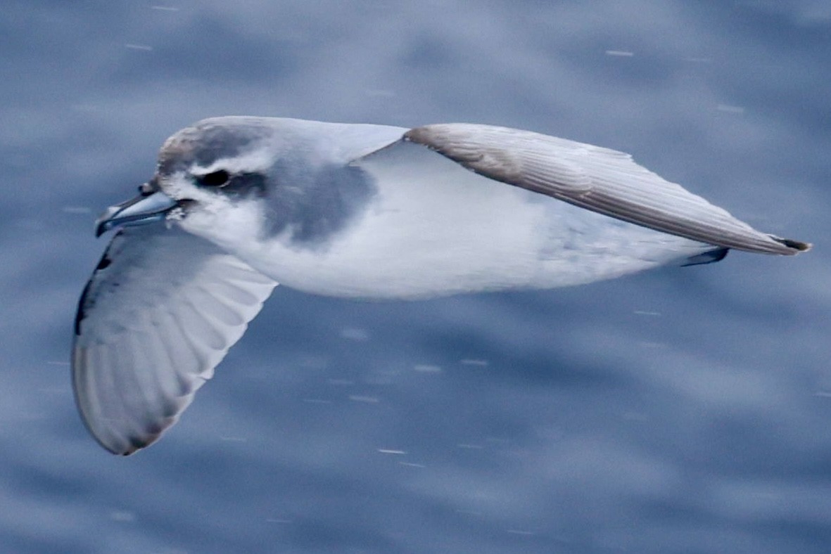 buřňák holubí - ML645361692