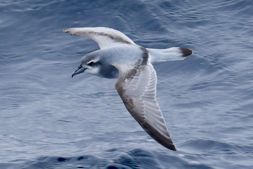 buřňák holubí - ML645361693