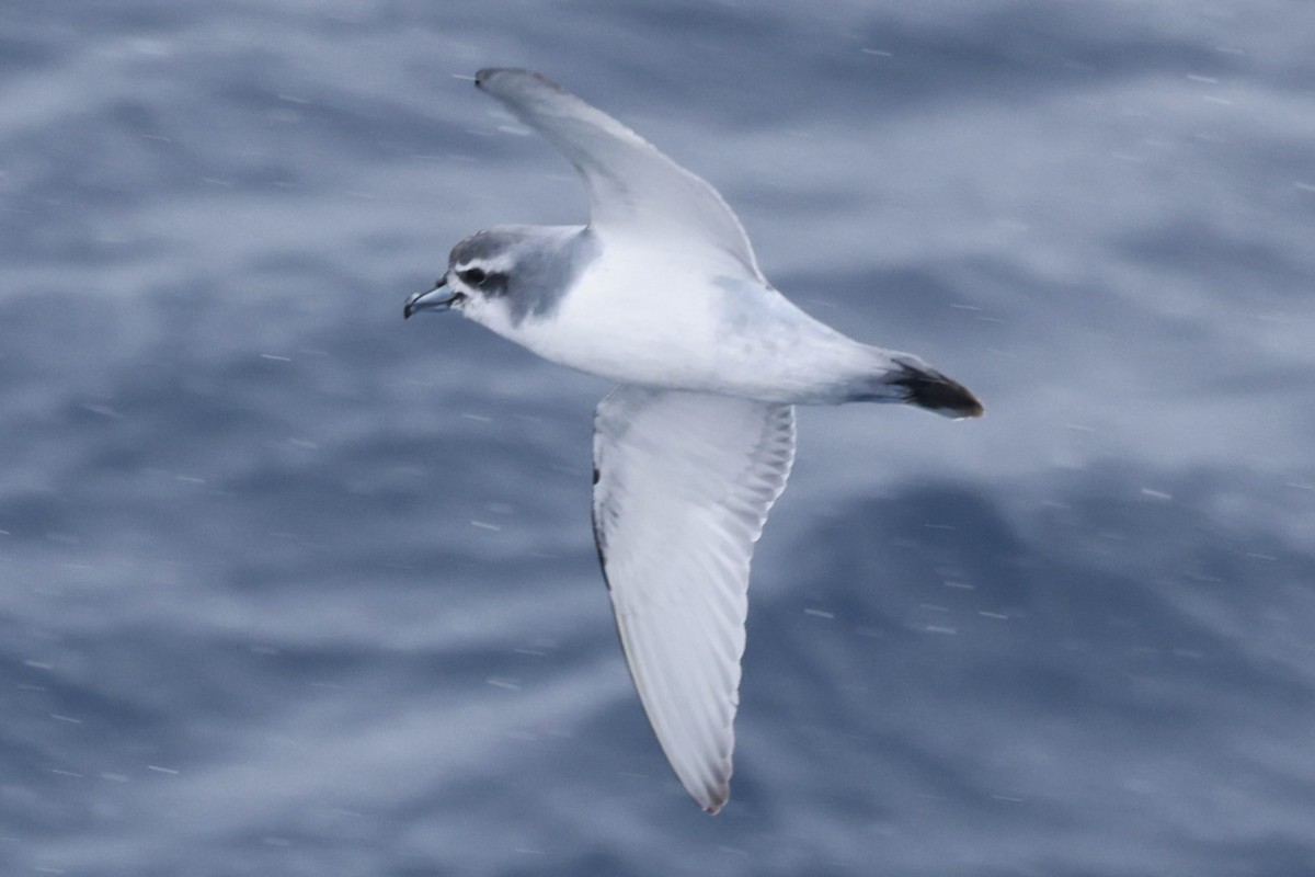 buřňák holubí - ML645361694