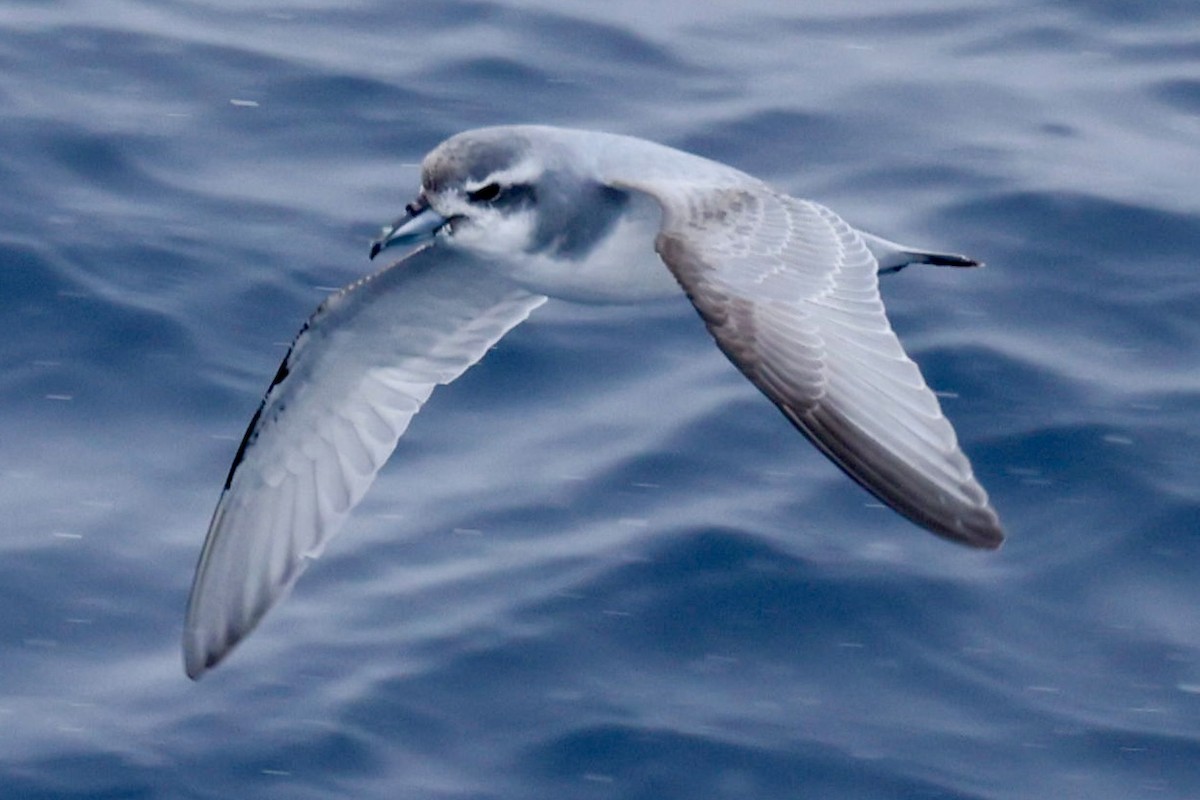 buřňák holubí - ML645361695