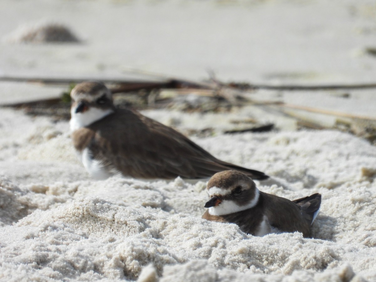 Semipalmated Plover - ML645361696