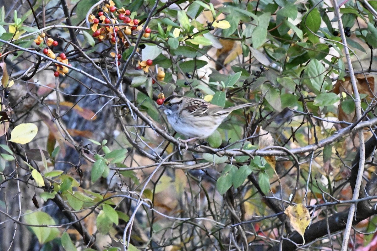 Белогорлая зонотрихия - ML645361707