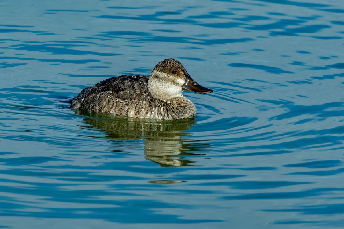 Савка американська - ML645361709