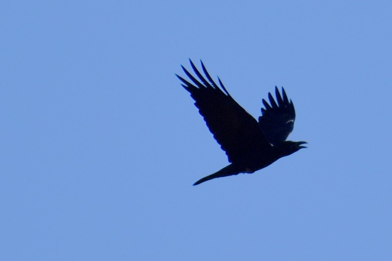 Erroi handia - ML645361713