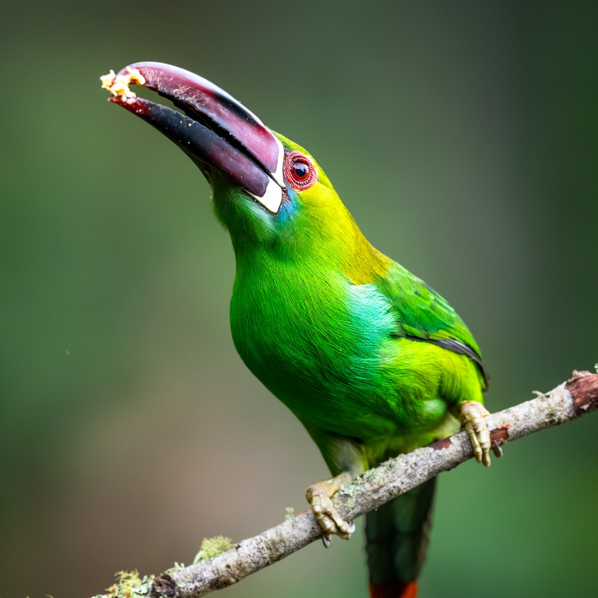 Crimson-rumped Toucanet - ML645361741