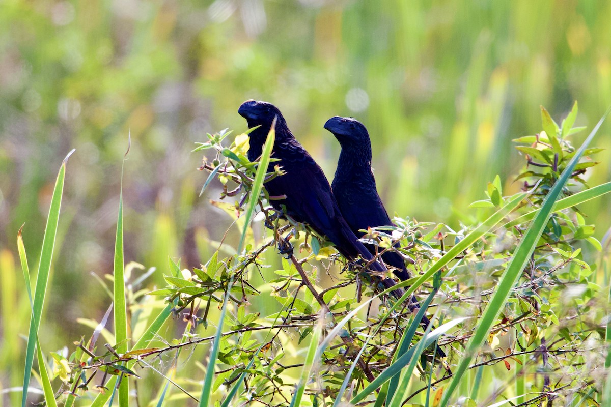 Smooth-billed Ani - ML645361746