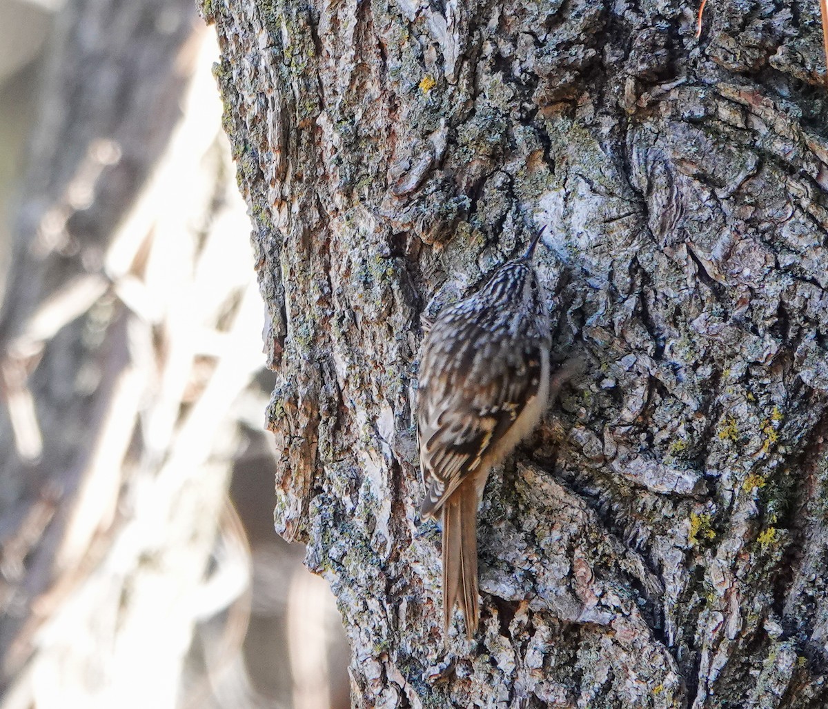 Brown Creeper - ML645361751