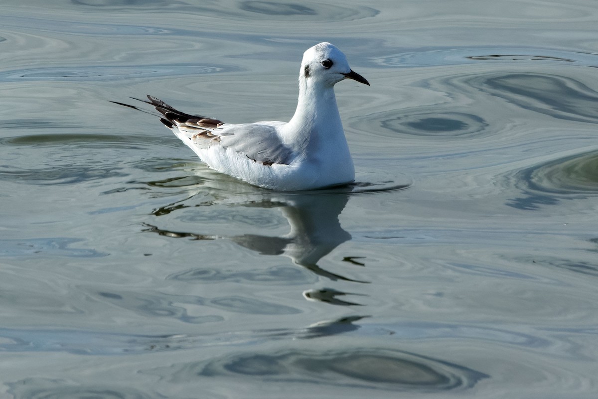 Мартин канадський - ML645361752