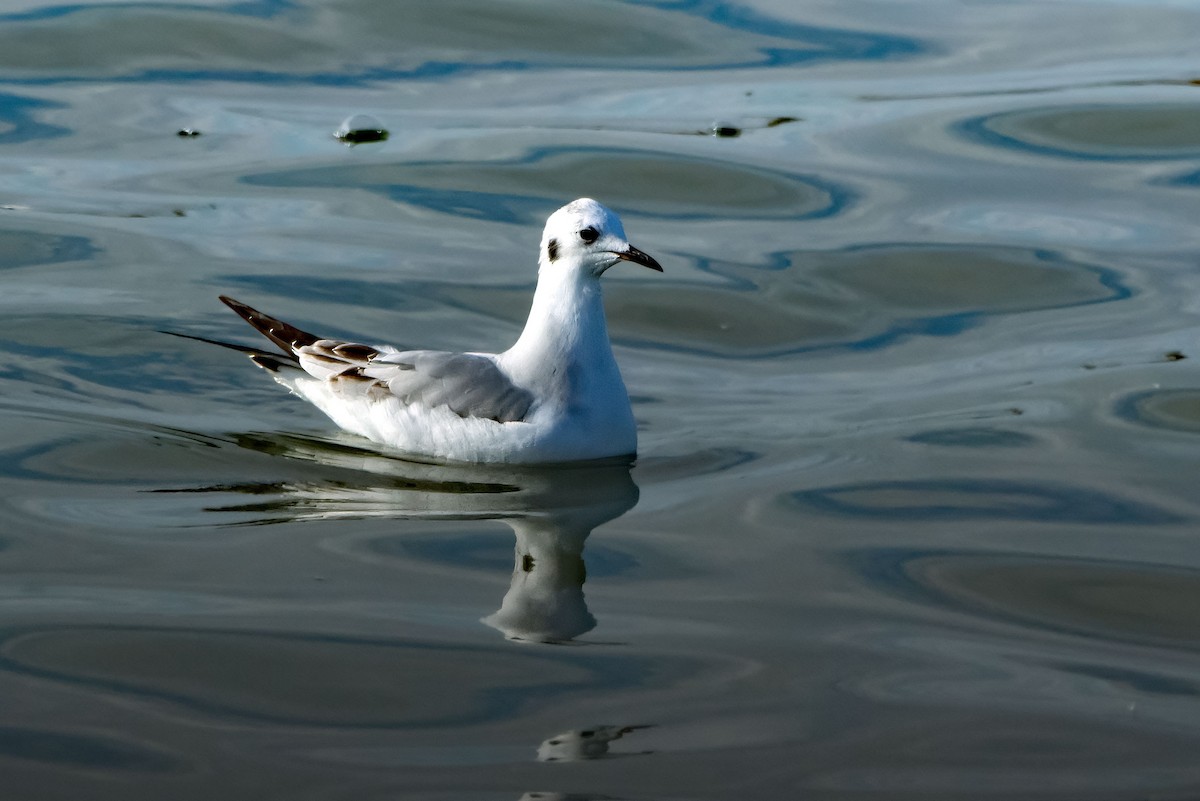 Мартин канадський - ML645361753