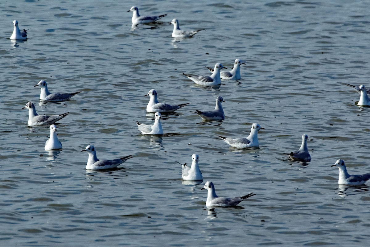 Мартин канадський - ML645361754