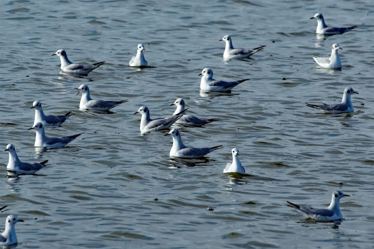 Мартин канадський - ML645361755