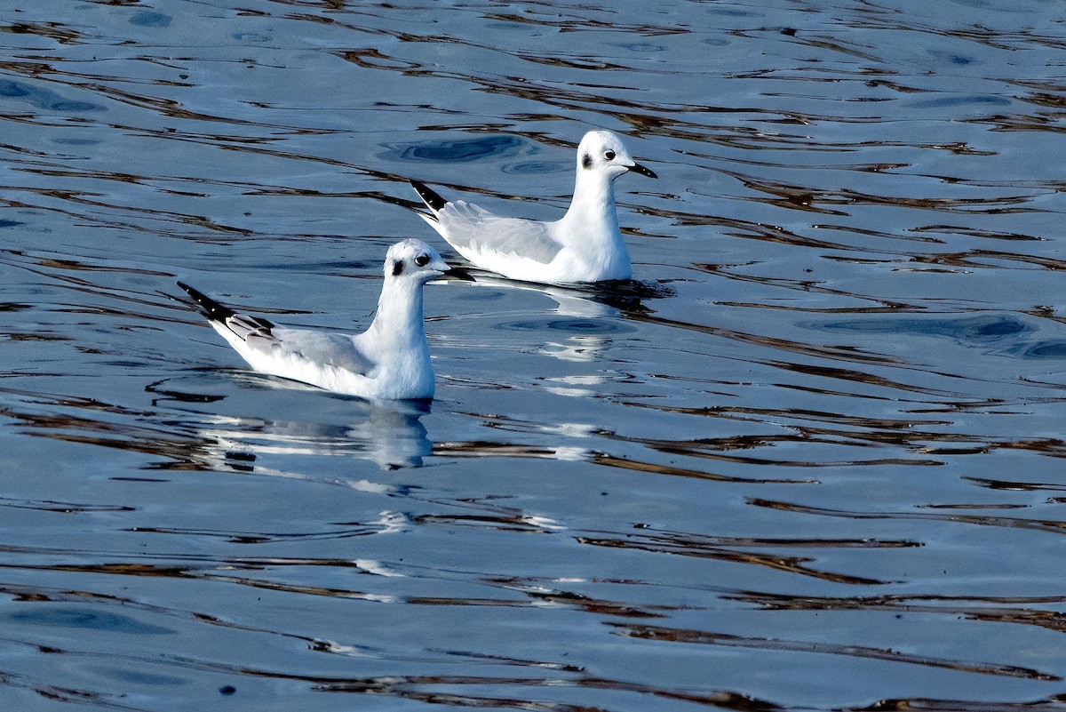 Мартин канадський - ML645361756